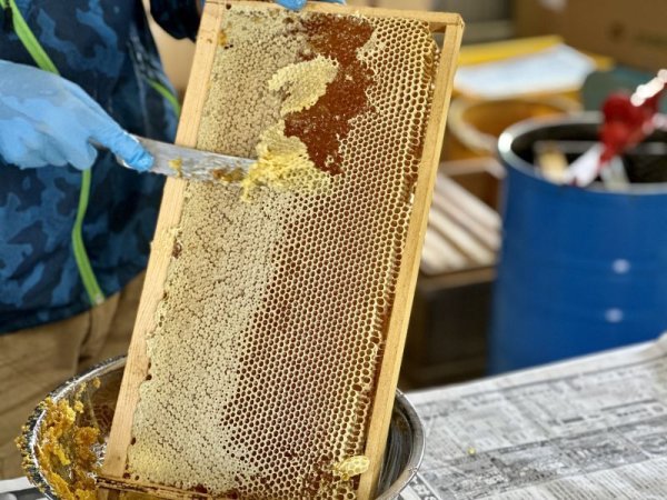 画像2: 生はちみつ『宮古島産』非加熱・無添加（110g） (2)